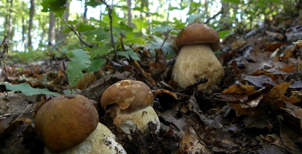 funghi