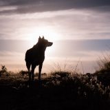 Lupo