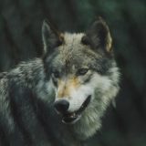 lupo2