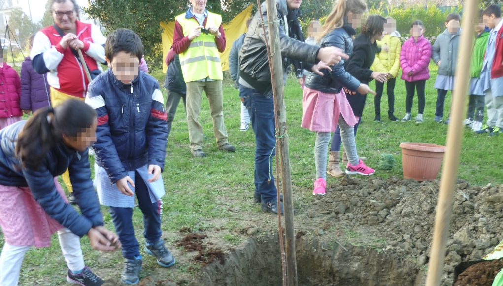 albero