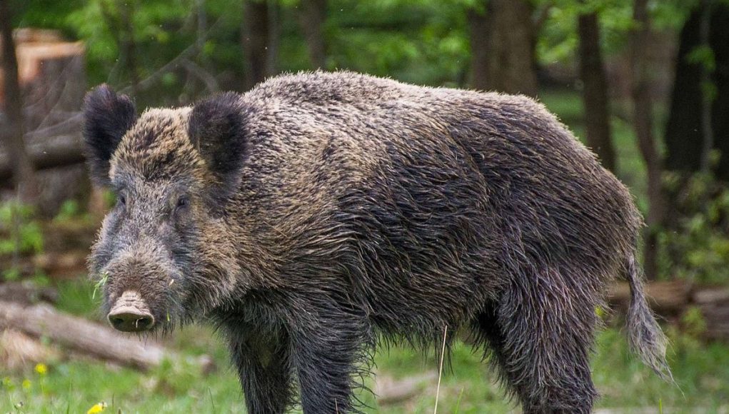 cinghiale