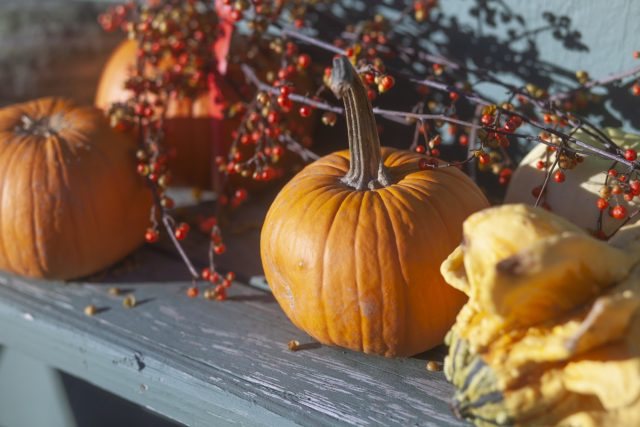 zucca