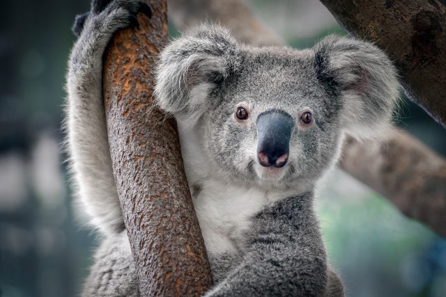 Coala