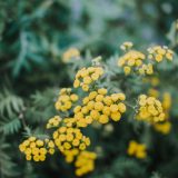 mimose
