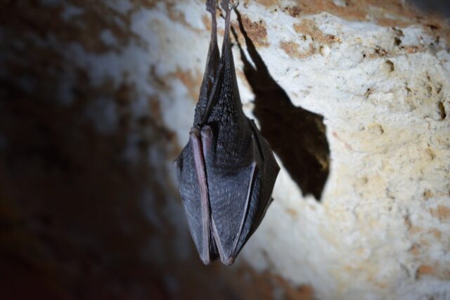 pipistrello