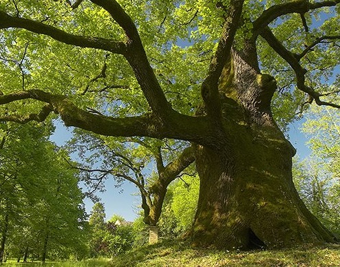quercia