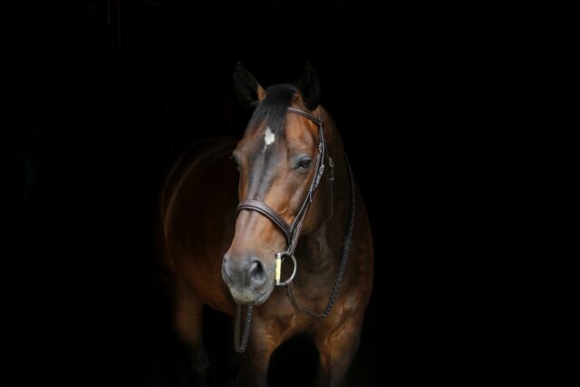 Cavallo