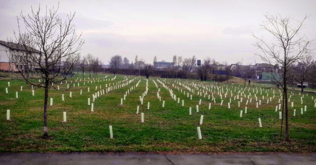 Piantumazioni azienda Mellin - Parco Cocconcelli - San Maurizio