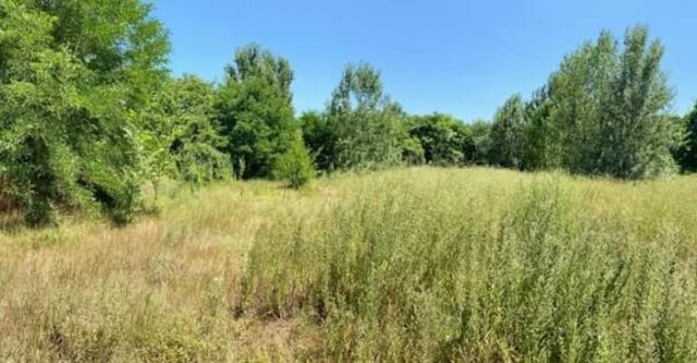 Bosco_Baragalla
