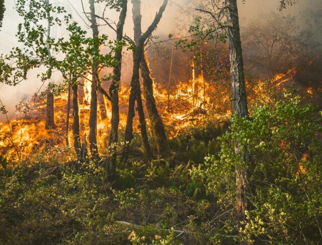 incendio bosco