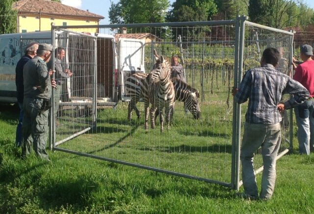 zebre1