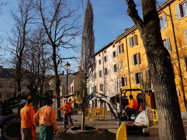 Tigli piazza Fontanesi 2