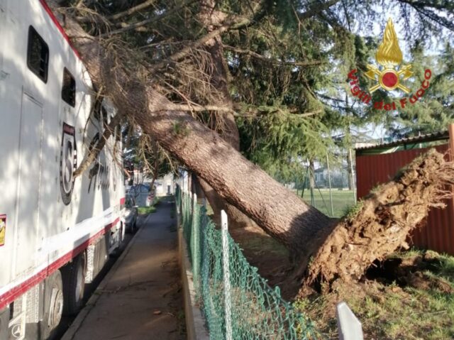 albero rotto