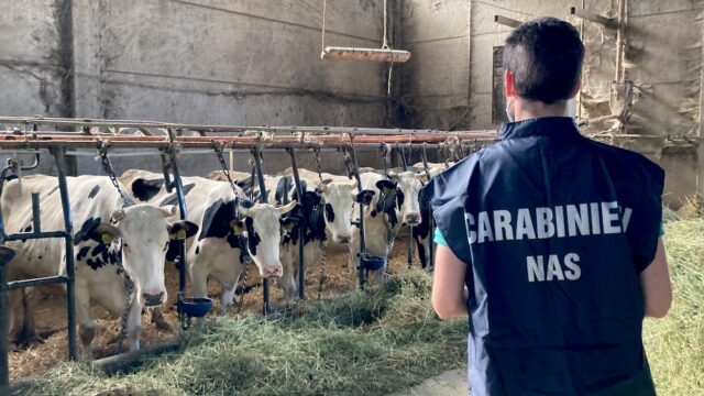 NAS PARMA_controllo allevamento mucche bovino_stalla