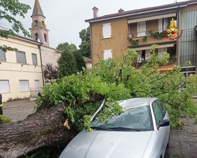 albero su auto