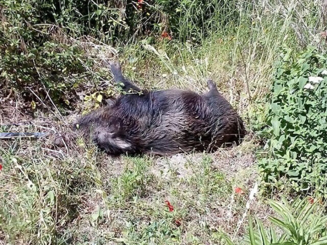 carcassa-cinghiale