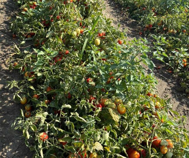 pomodori-siccita