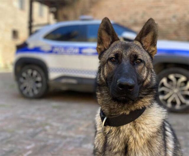 argo-polizia-locale-guastalla