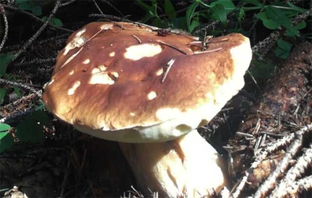 fungo_funghi