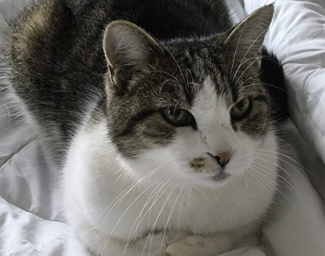 gatto-4