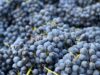 Vendemmia 2026: per Reggio Emilia e Modena una qualita’ eccezionale