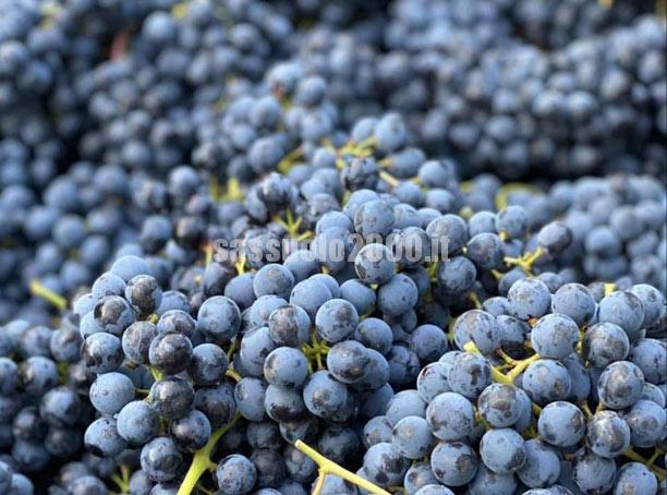 uva-vendemmia-20